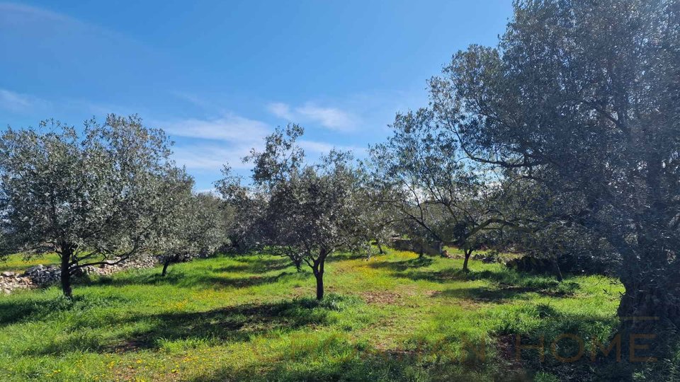Участок с оливковой рощей и видом на море