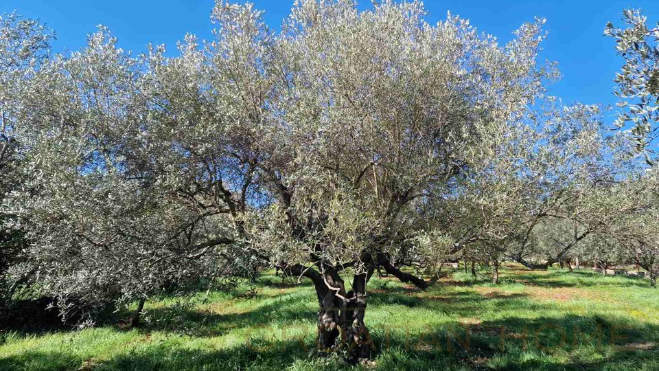 Участок с оливковой рощей и видом на море